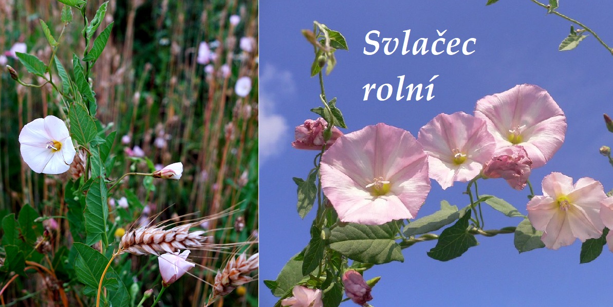 svlacec ucinky na zdravi co leci pouziti uzivani vyuziti 