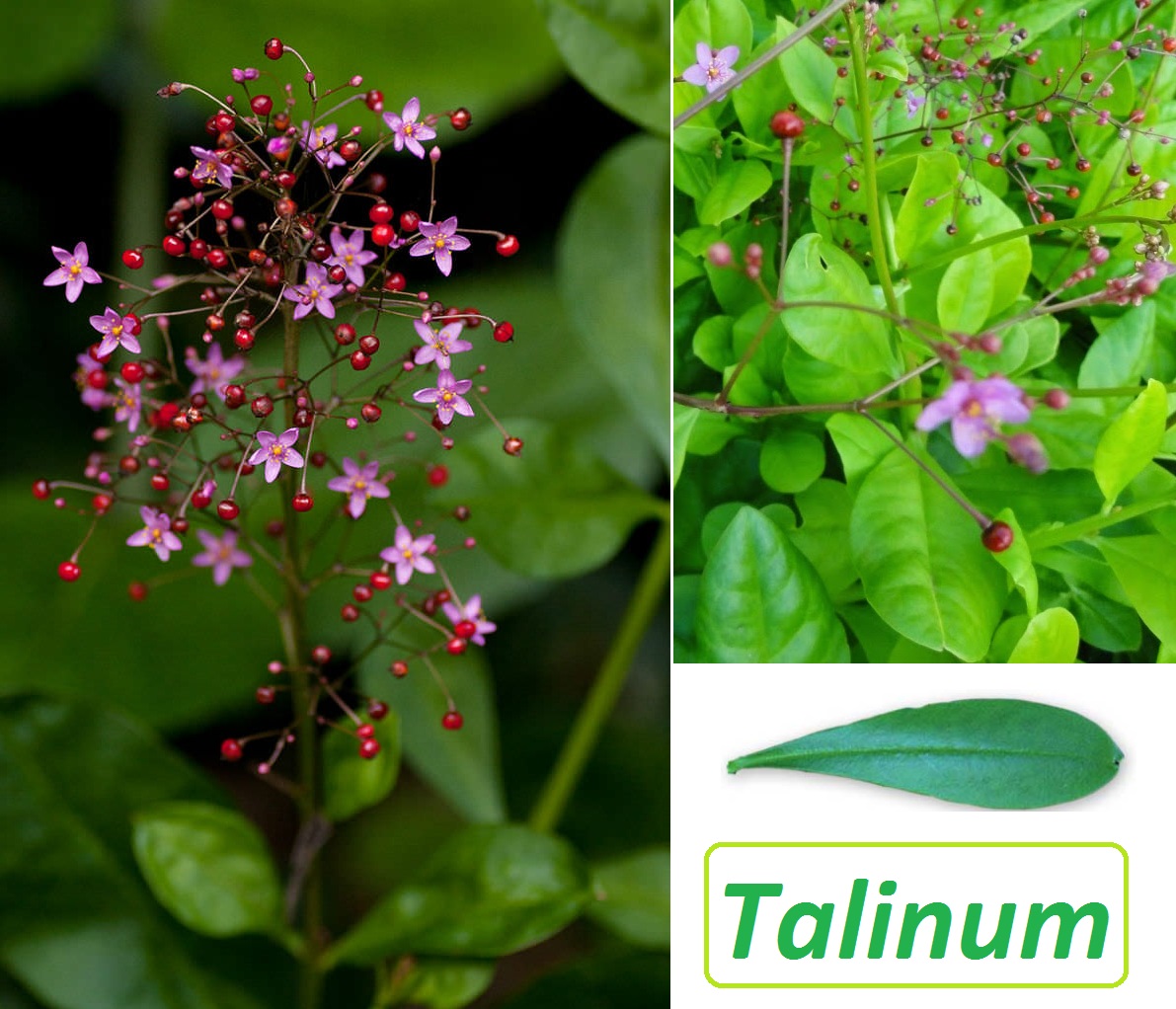  Talinum - účinky na zdraví, co léčí, použití, užívání, využití