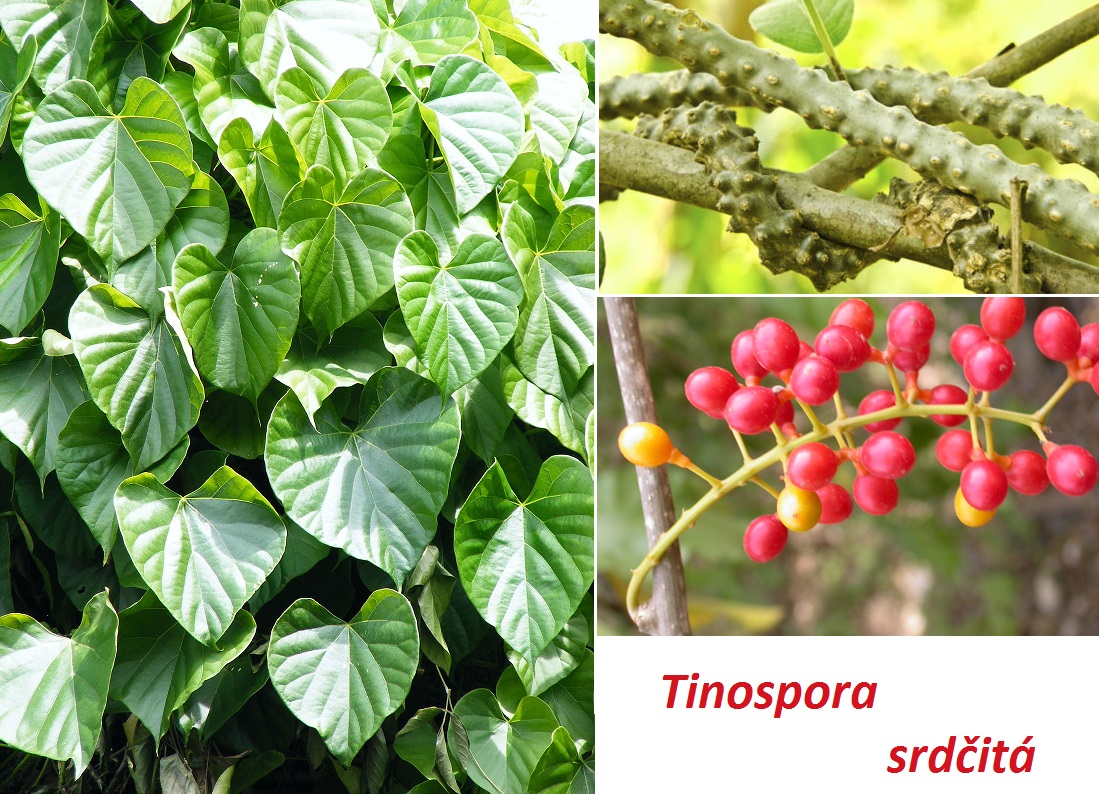 tinospora srdčitá účinky zdraví léčba použití užívání využití
