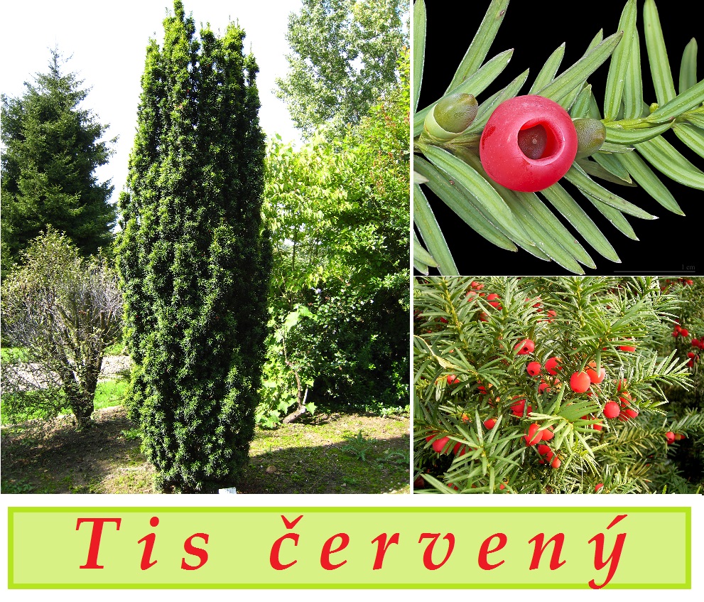 tis-cerveny-ucinky-na-zdravi-pouziti-uzivani-vyuziti-co-leci