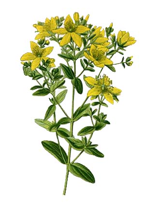 trezalka-teckovana-ucinky-na-zdravi-co-leci-pouziti-uzivani-2