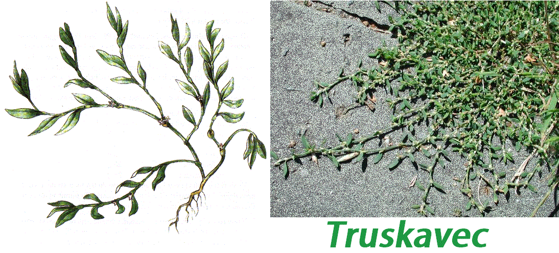 truskavec-ucinky-na-zdravi-co-leci-pouziti-uzivani