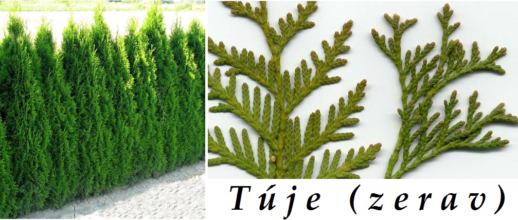 tuje-zerav-ucinky-na-zdravi-co-leci-pouziti-uzivani-vyuziti