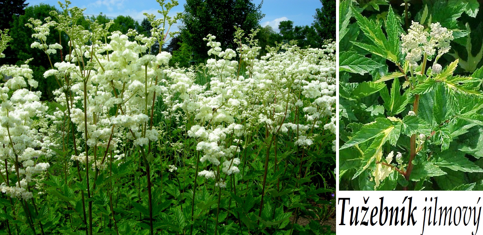 tuzebnik-ucinky-na-zdravi-co-leci-pouziti-uzivani-vyuziti kopie