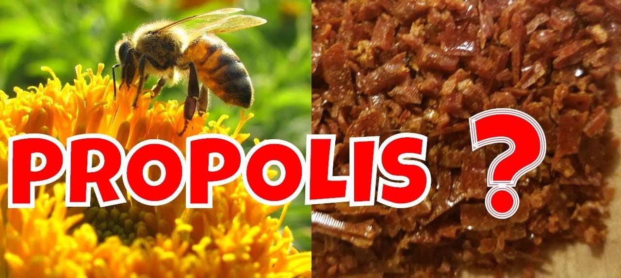 Propolis - účinky na zdraví, použití, využití, co z něj vyrobit, co je to propolis, jak vzniká, složení