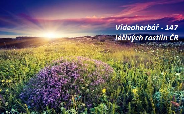 VIDEOHERBÁŘ 147 rostlin - s jakými léčivými rostlinami se můžete setkat v ČR