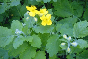 Vlaštovičník větší nejen na bradavice, účinky vlaštovičníku na zdraví člověka
