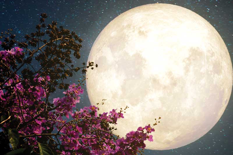 Vliv měsíce na sběr bylin, léčivých rostlin - ubývající, přibývající měsíc a úplněk