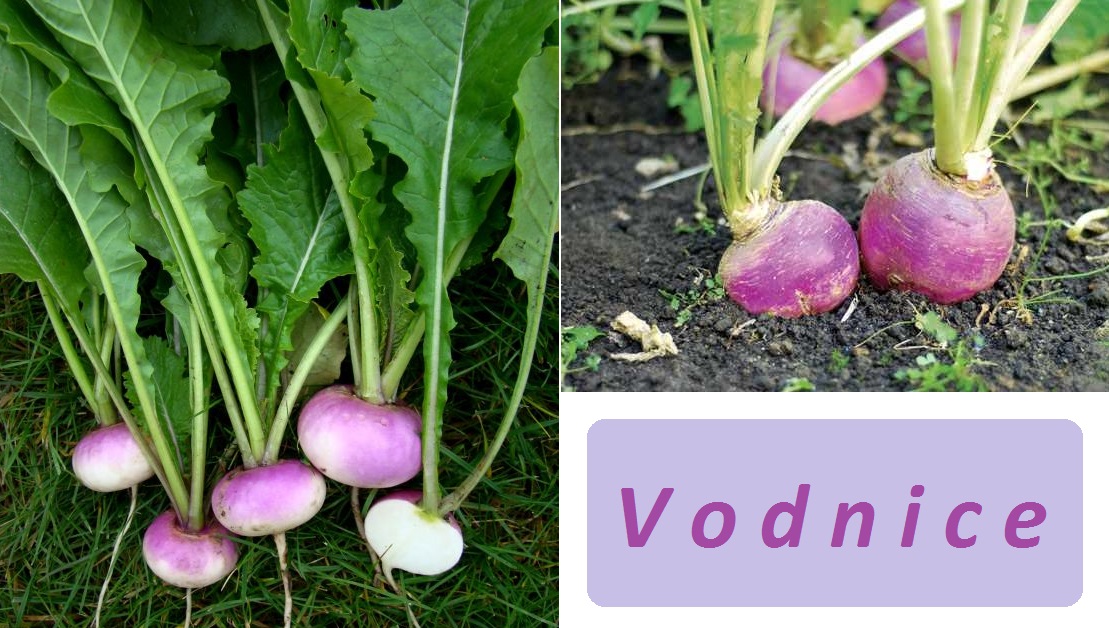 Vodnice - účinky na zdraví, co léčí, použití, užívání, využití, pěstování, choroby