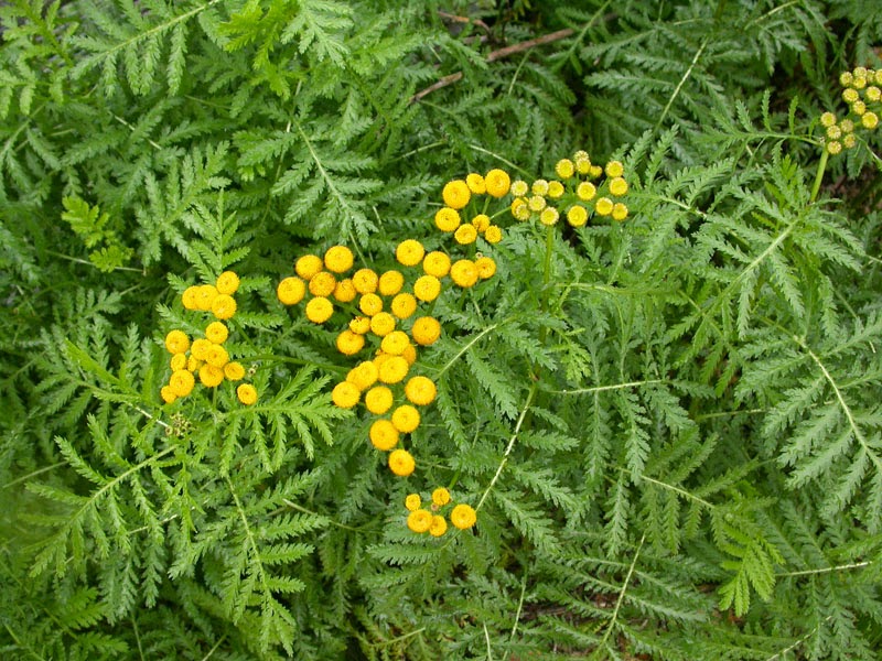 Přírodní obrana proti mouchám a ovádům ve stáji se zvířaty - vratič obecný