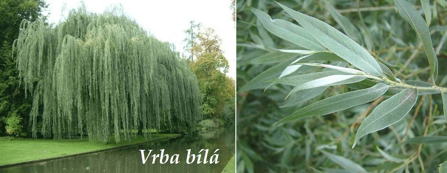 vrba bila smutecni vrba ucinky na zdravi co leci pouziti uzivani vyuziti davkovani co sbirame pestovani