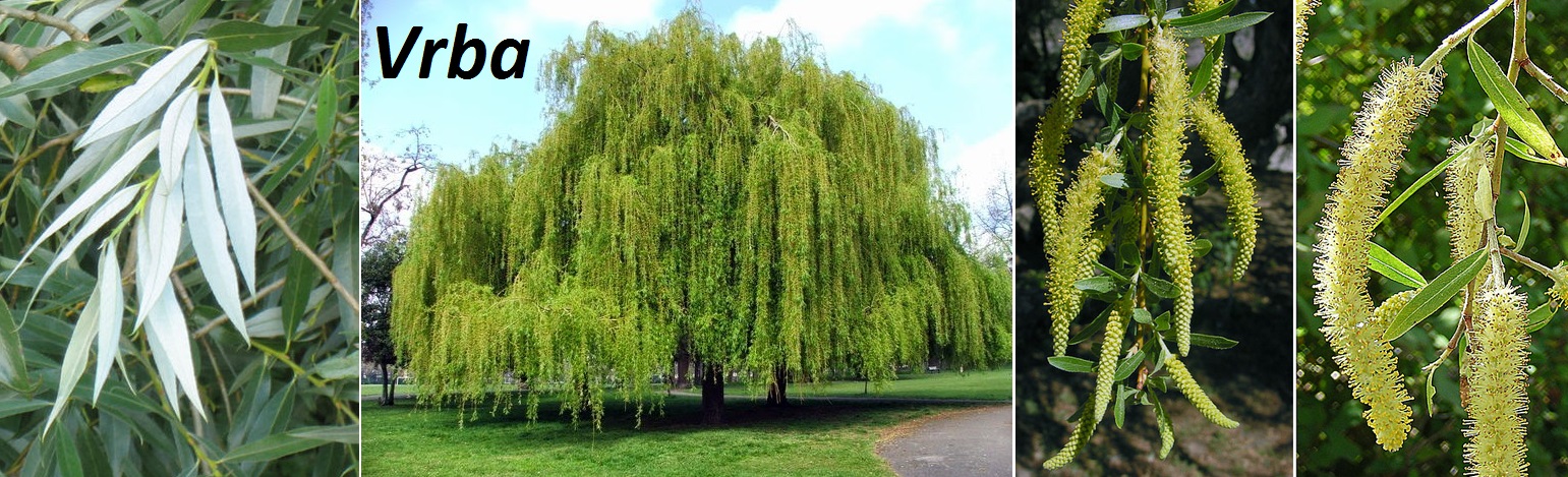 Vrba účinky na zdraví co léčí použití užívání využití léčba