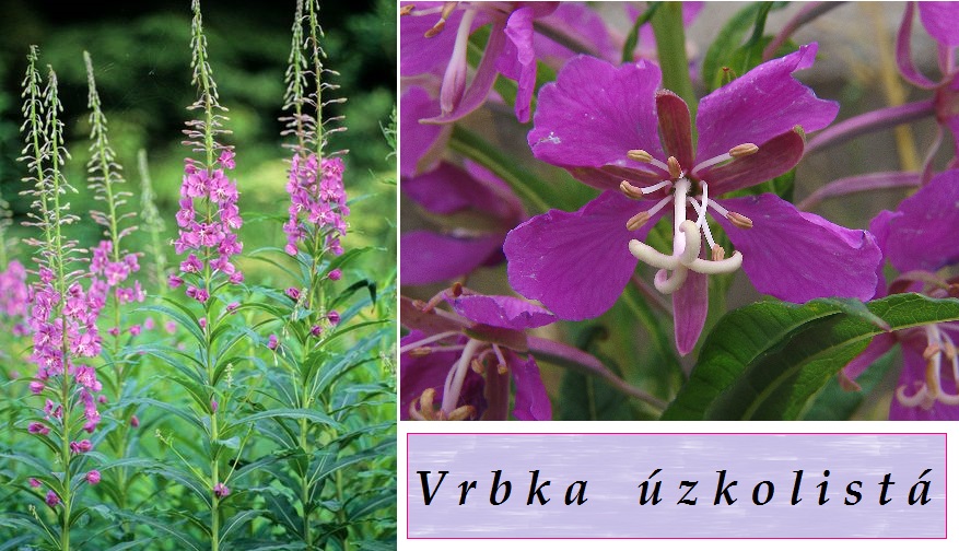 vrbka-uzkolista-ucinky-na-zdravi-pouziti-uzivani-vyuziti-co-leci