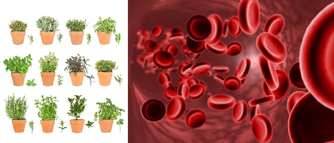 Warfarin, Clexane, Fraxiparine a byliny, bylinky - vliv bylin na srážlivost krve