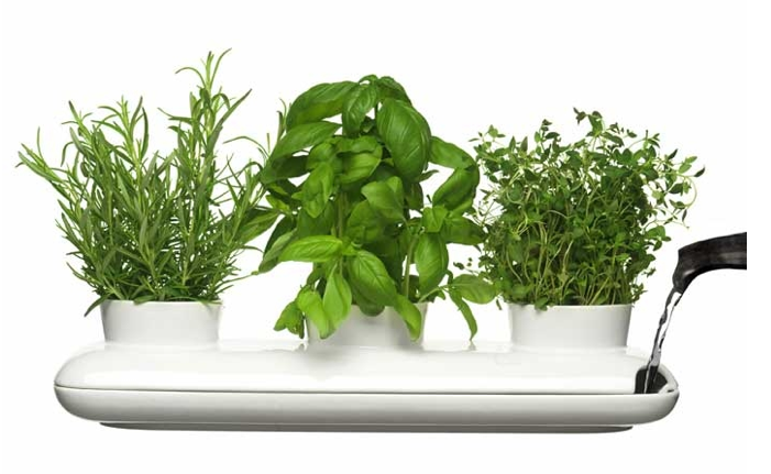 Zalévání, zavlažování bylin, rostlin a plodin - pravidla