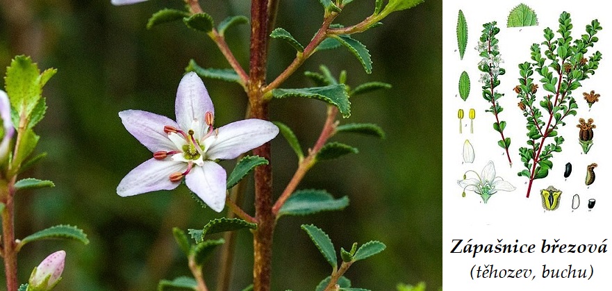 Zápašnice březová, těhozev, buchu - účinky na zdraví, co léčí, použití, užívání, využití, dávkování, co sbíráme, pěstování