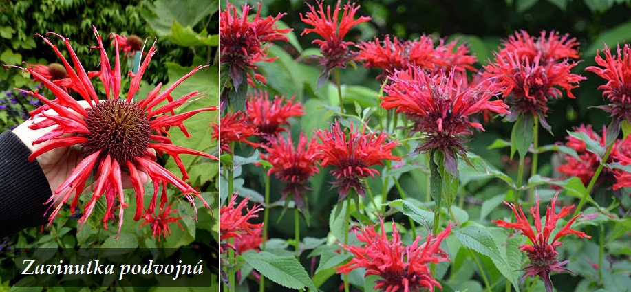 Zavinutka - účinky na zdraví, co léčí, použití, užívání, využití, pěstování