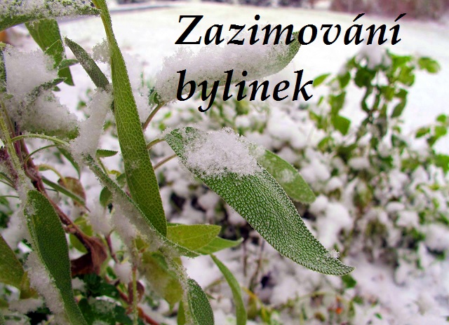 Zazimování bylin, bylinek, bylinkové zahrady, zpracování bylin před zimou