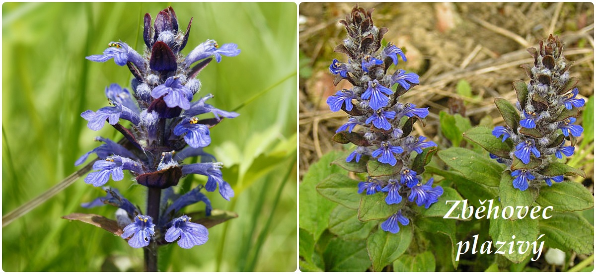 Zběhovec - účinky na zdraví, co léčí, použití, užívání, využití, pěstování