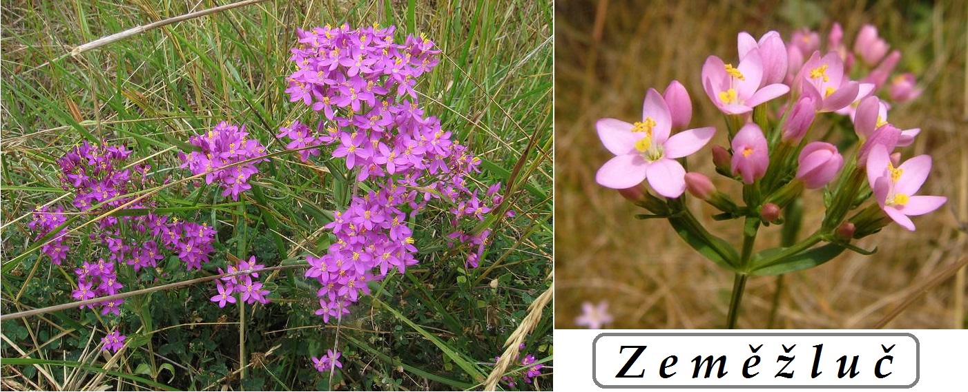 Zeměžluč, hlístík - účinky na zdraví, co léčí, použití, užívání, využití