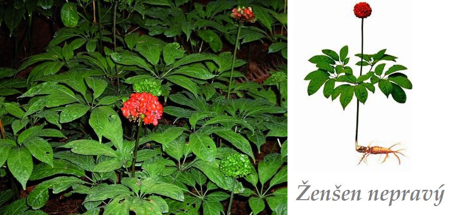 Ženšen nepravý - účinky na zdraví, použití, užívání, využití, co léčí