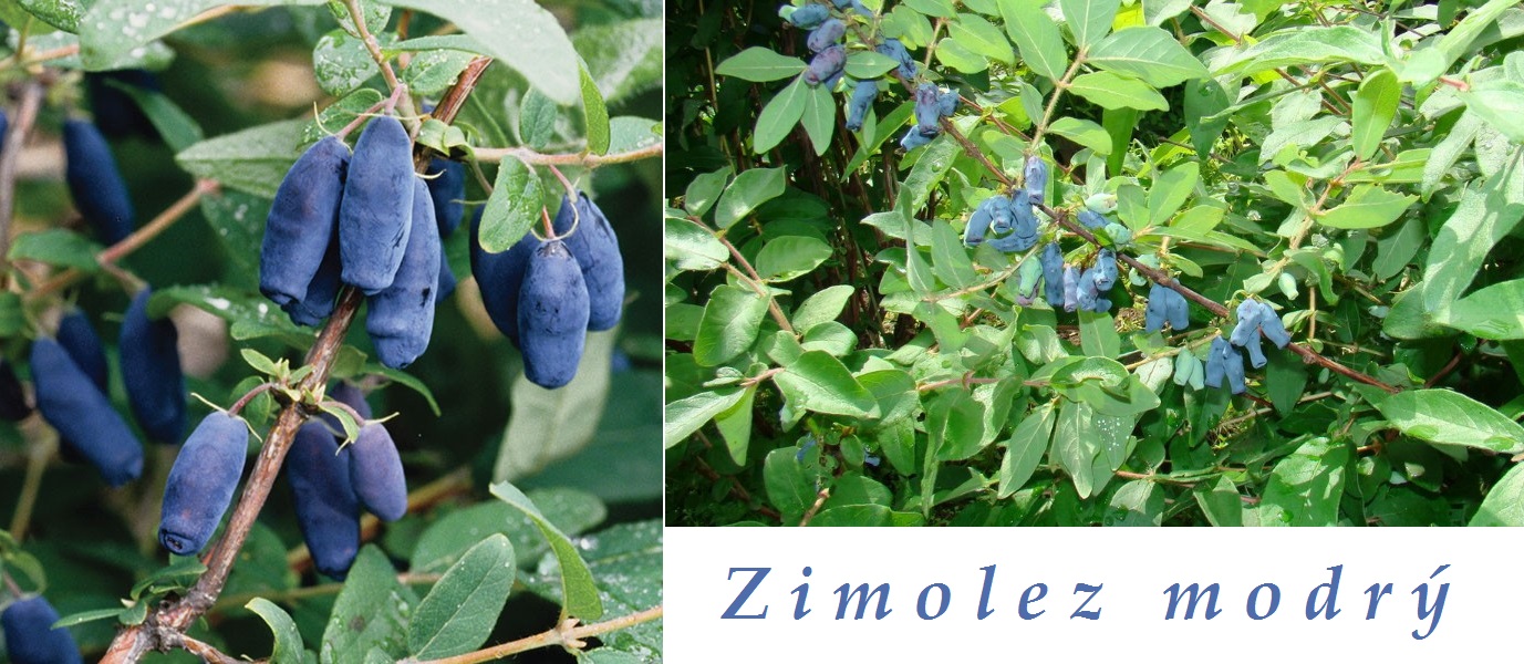 Zimolez modrý - účinky na zdraví, co léčí, použití, užívání, využití, pěstování