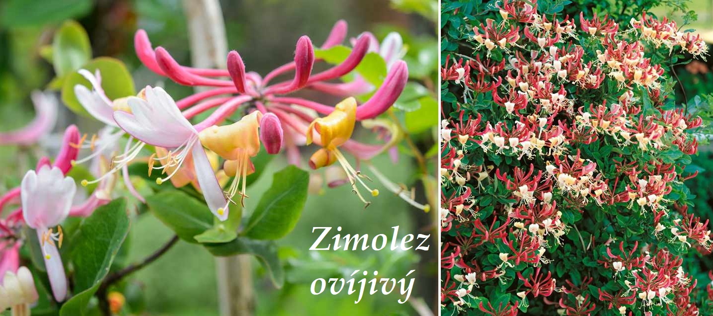 Zimolez ovíjivý - účinky na zdraví, použití, využití, užívání, pěstování