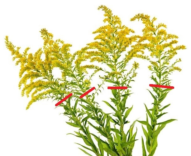 zlatobyl kanadsky sber co se sbira na caj