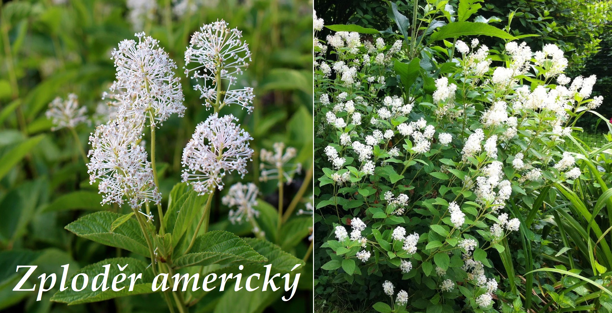 Zploděr americký - účinky na zdraví, co léčí, použití, užívání, využití