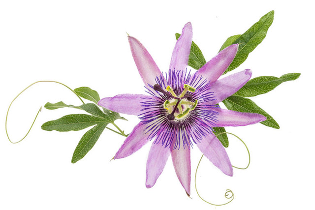 mucenka maly 768x512