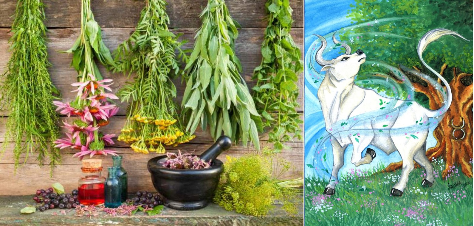 Byliny, bylinky a znamení horoskopu - BÝK (21.4.-21.5.)