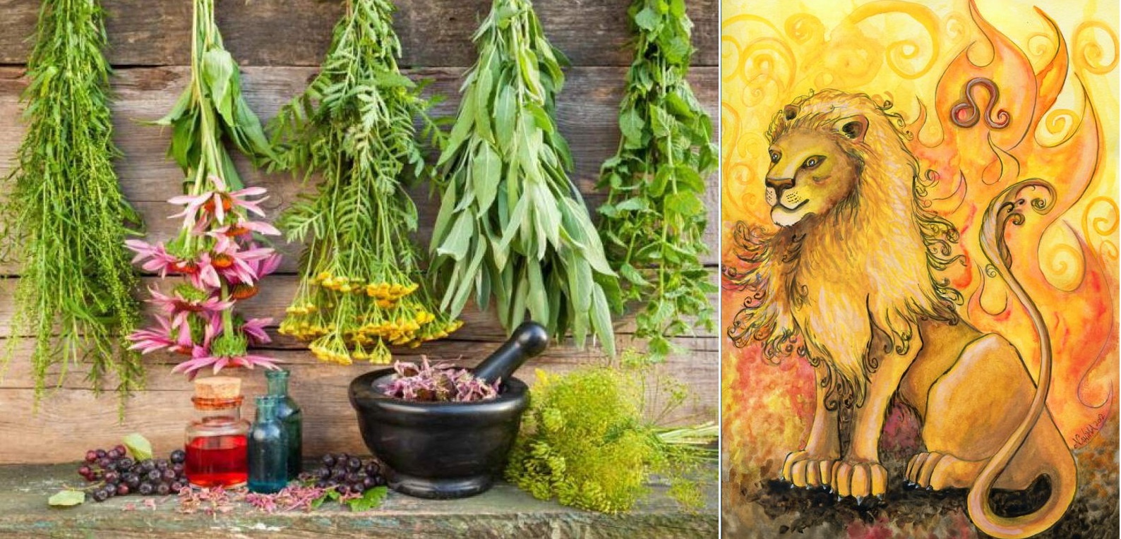 Byliny, bylinky a znamení horoskopu - LEV (23.7. - 22.8.)