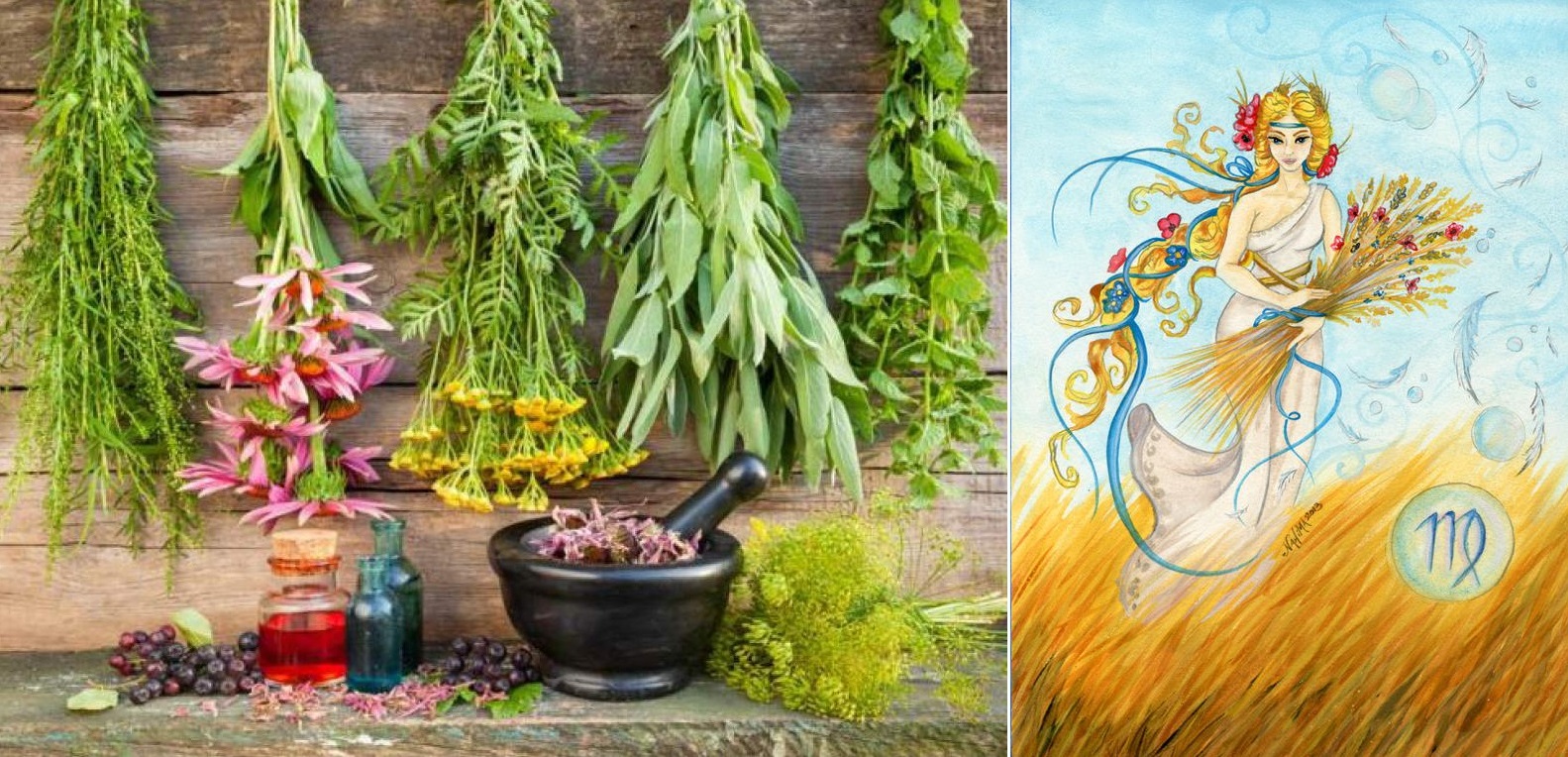 Byliny, bylinky a znamení horoskopu - PANNA (23.8. - 22.9.)