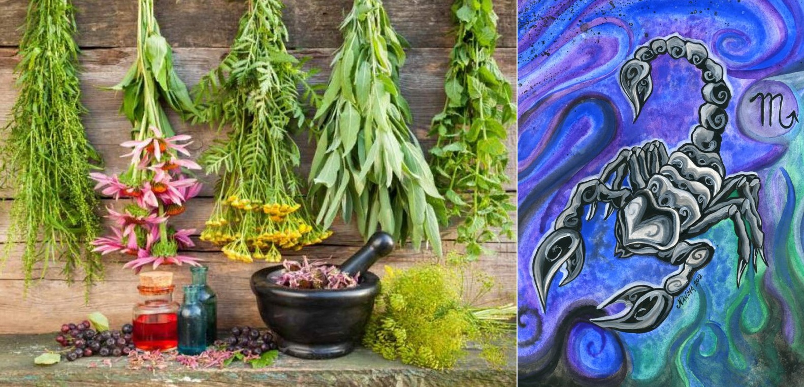 Byliny, bylinky a znamení horoskopu - ŠTÍR (24.10. - 22.11.) 