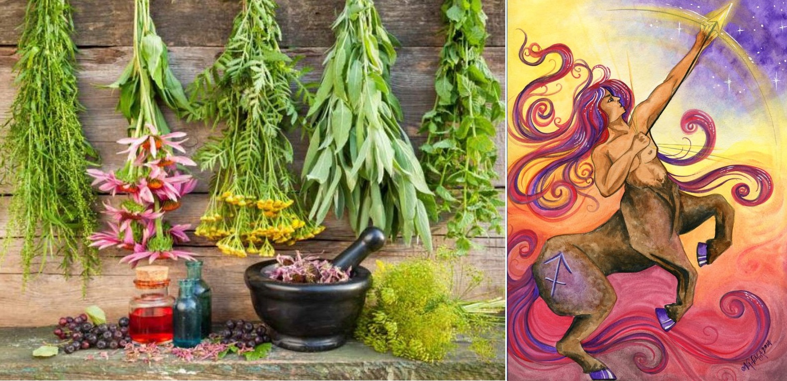 Byliny, bylinky a znamení horoskopu - STŘELEC (23.11. - 21.12.)