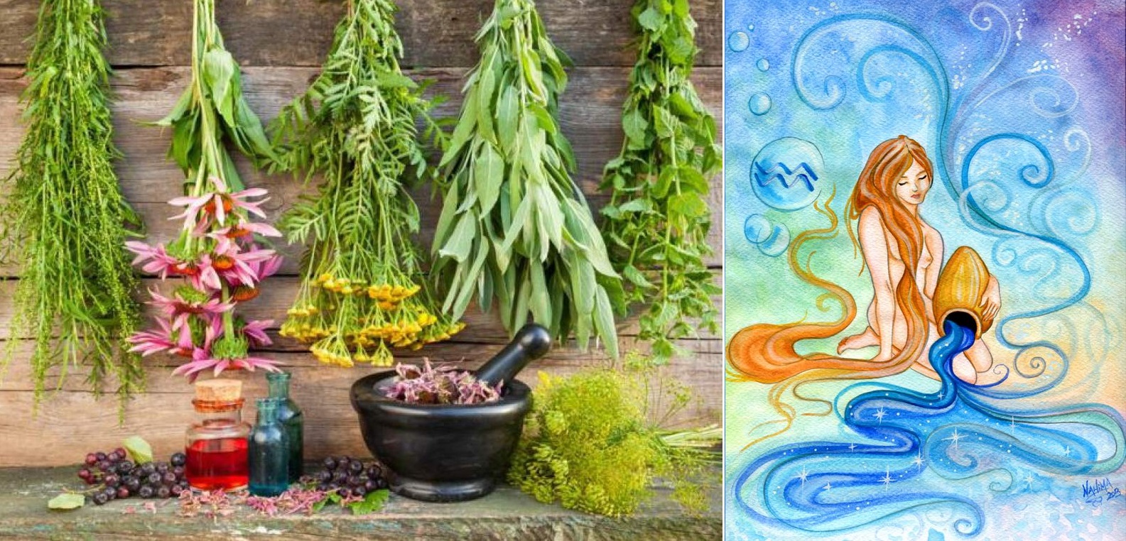 Byliny, bylinky a znamení horoskopu - VODNÁŘ (21.1. - 20.2.)